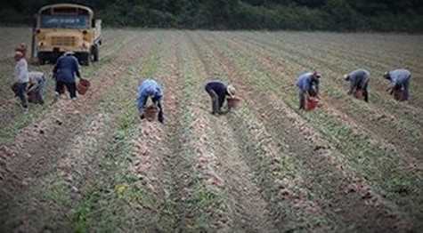 Sweet Potato Harvest